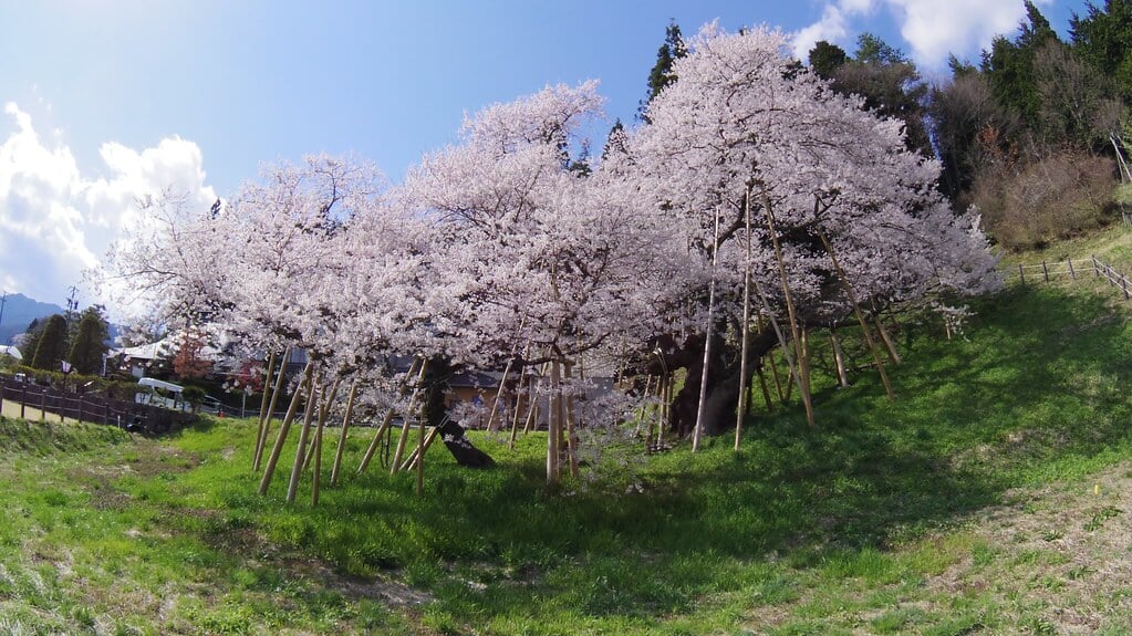 臥龍桜の写真 ©tsuda(CC BY-SA 2.0)