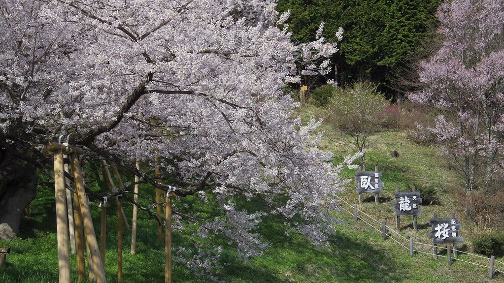 臥龍桜の写真 ©tsuda(CC BY-SA 2.0)