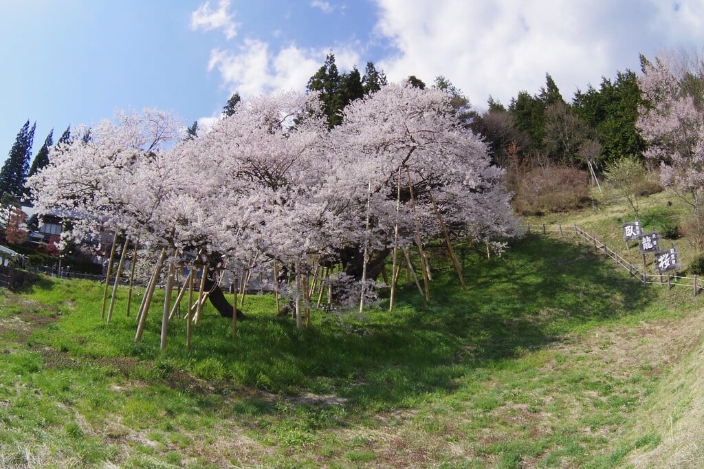 臥龍桜の写真 ©tsuda(CC BY-SA 2.0)