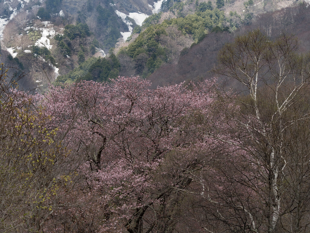 戸隠牧場の写真 ©wakaba-shinshu(CC BY 2.0)