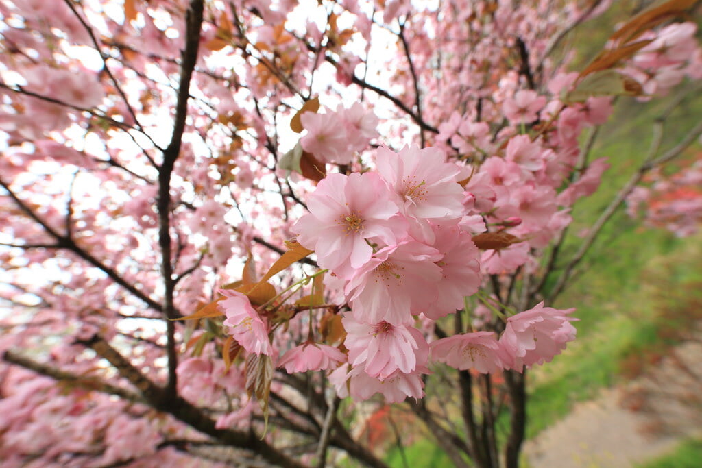 粟野城山公園の写真 ©TANAKA Juuyoh (田中十洋)(CC BY 2.0)