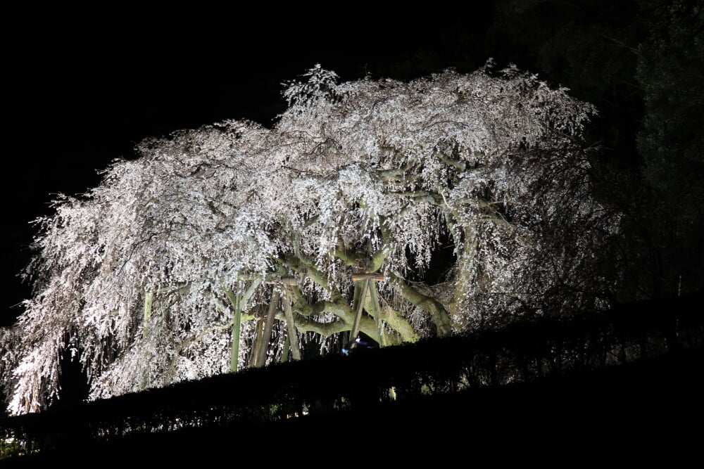 奥山田のしだれ桜の写真 ©gundam2345(CC BY 3.0)