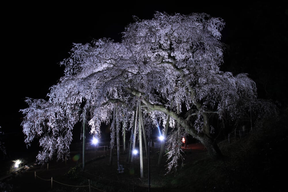 奥山田のしだれ桜の写真 ©gundam2345(CC BY 3.0)