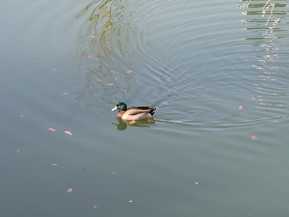 水間公園の写真 ©userinjapan from Osaka, Japan(CC BY-SA 2.0)