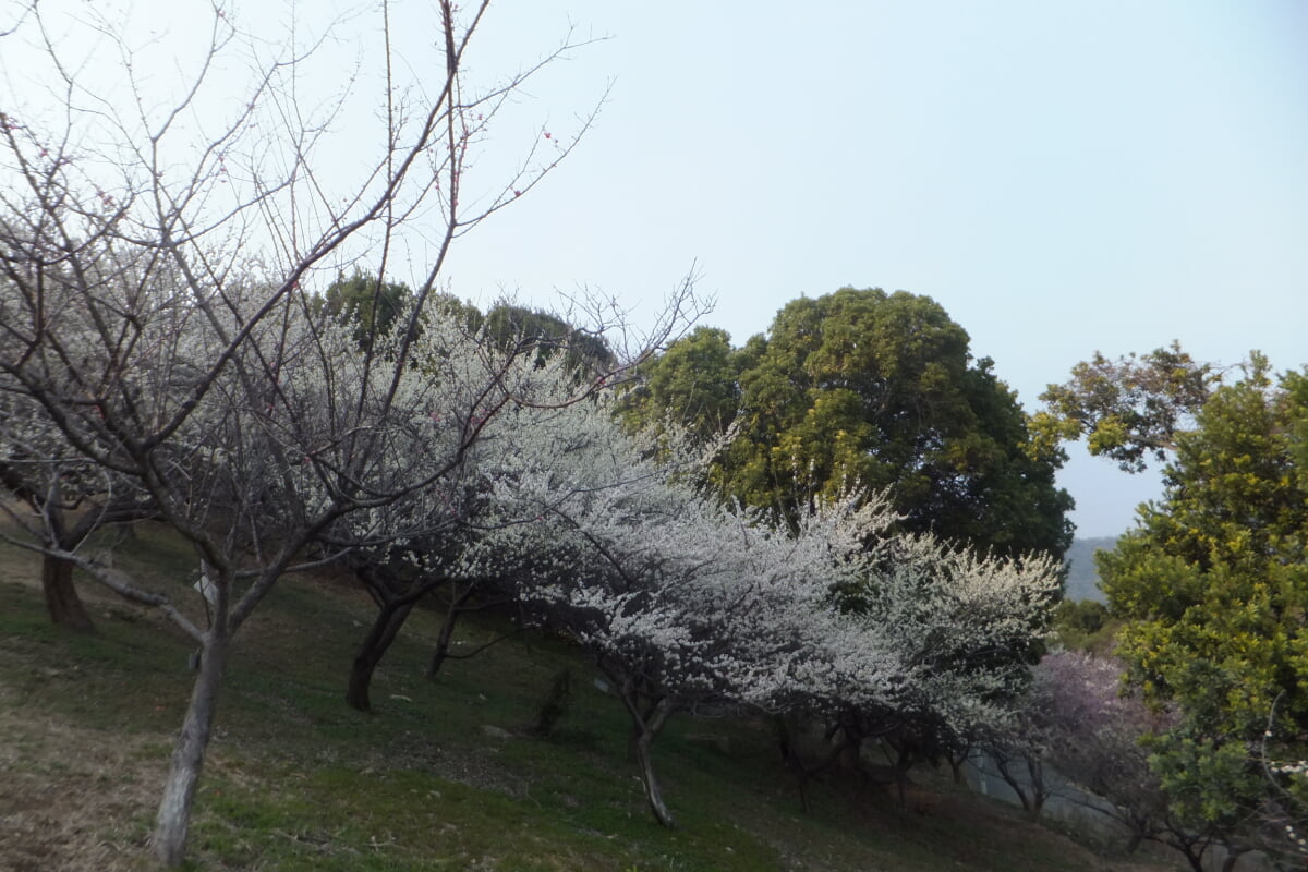 御津自然観察公園 世界の梅公園の写真 ©Mti(CC BY-SA 3.0)