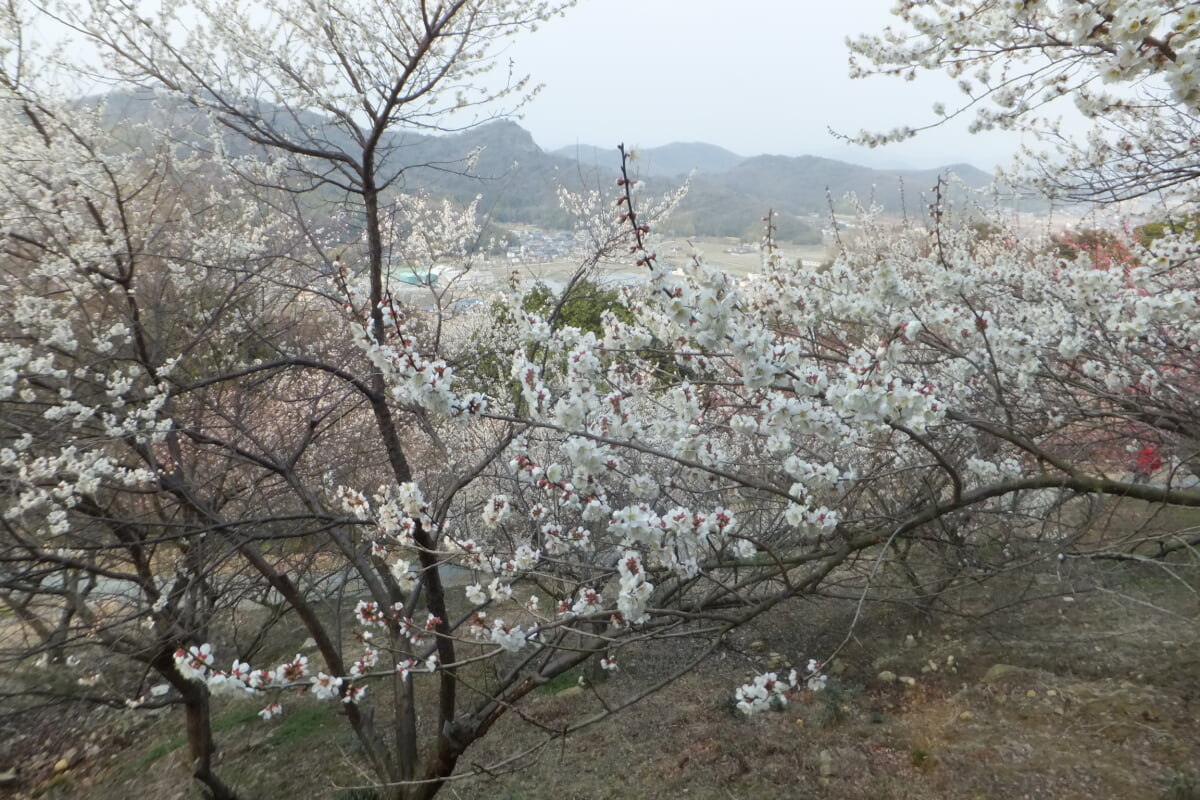 御津自然観察公園 世界の梅公園の写真 ©Mti(CC BY-SA 3.0)