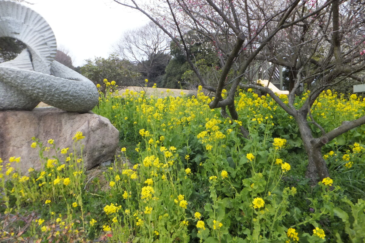 御津自然観察公園 世界の梅公園の写真 ©Mti(CC BY-SA 3.0)