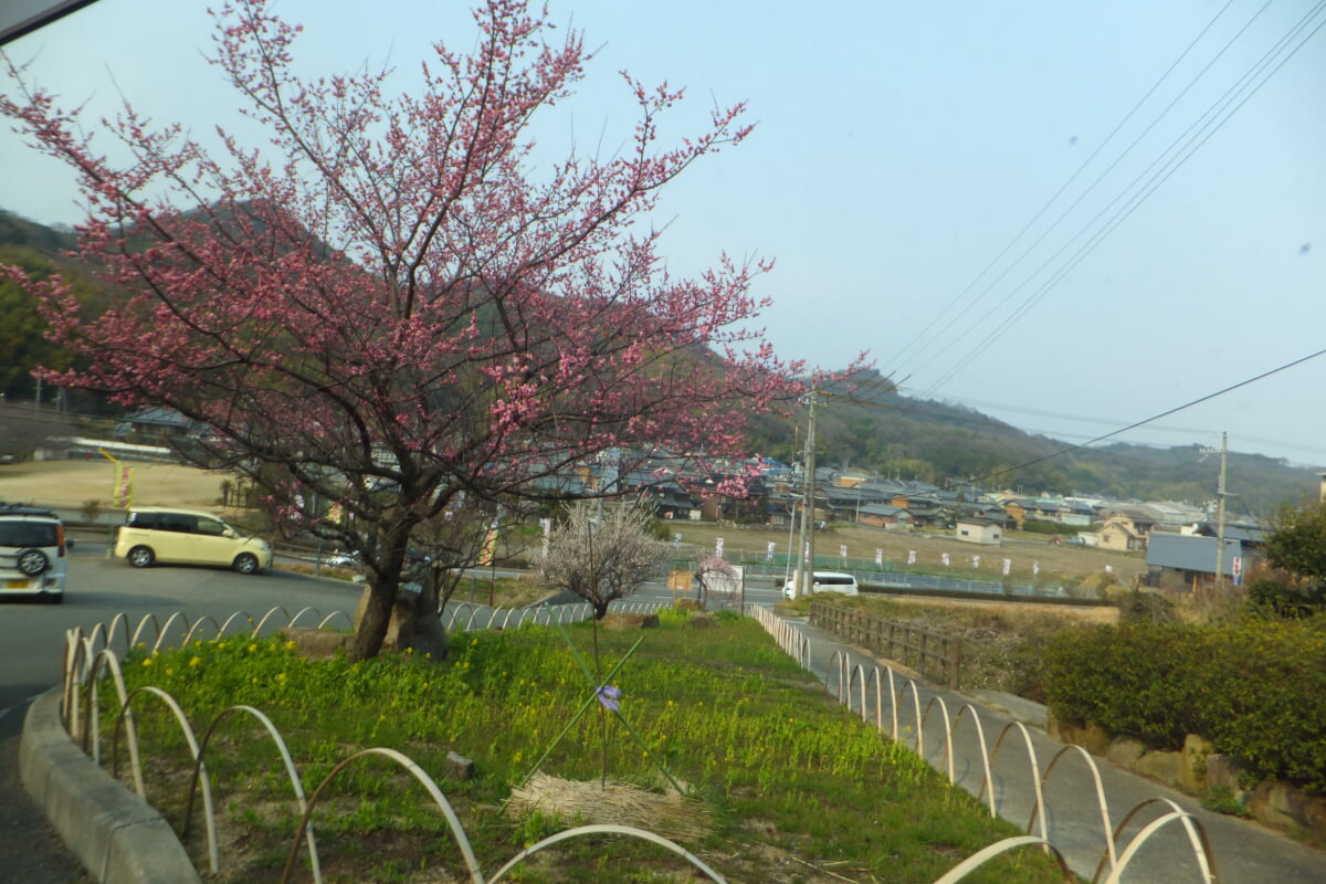 御津自然観察公園 世界の梅公園の写真 ©Mti(CC BY-SA 3.0)