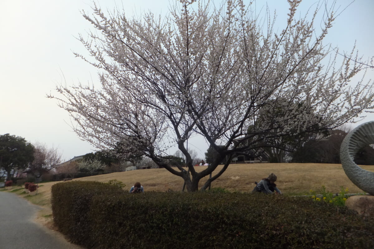 御津自然観察公園 世界の梅公園の写真 ©Mti(CC BY-SA 3.0)