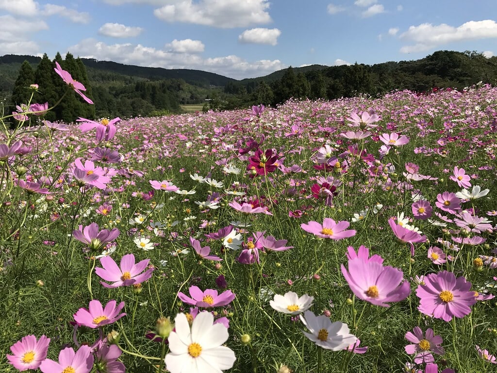 上場高原の写真 ©gtknj(CC BY 2.0)