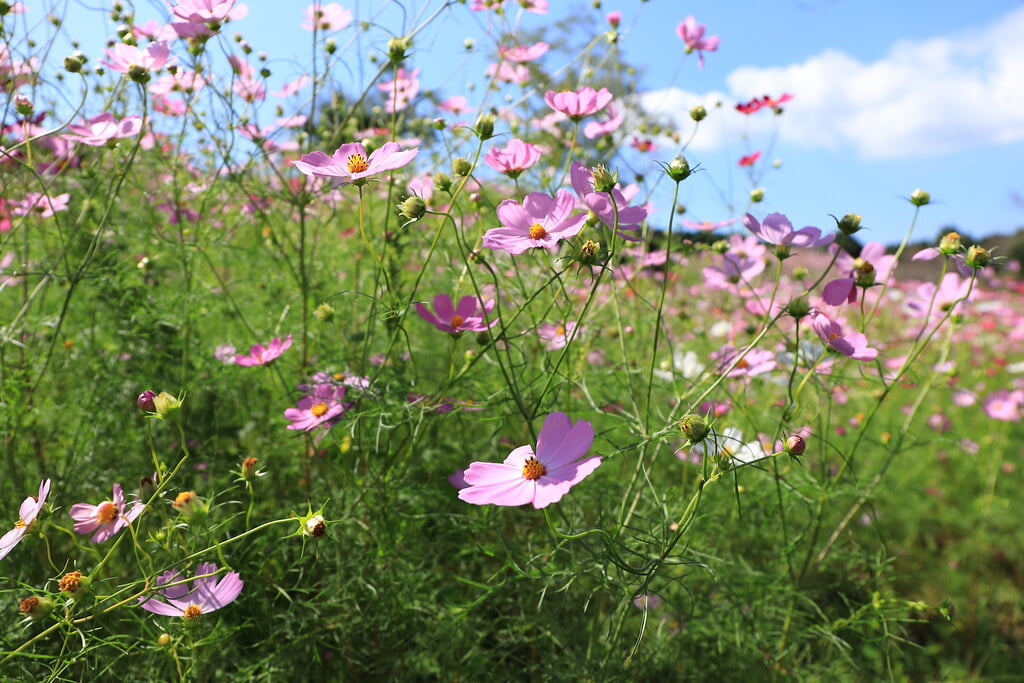 上場高原の写真 ©gtknj(CC BY 2.0)