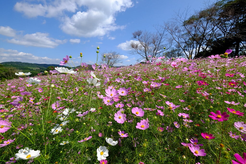 上場高原の写真 ©gtknj(CC BY 2.0)