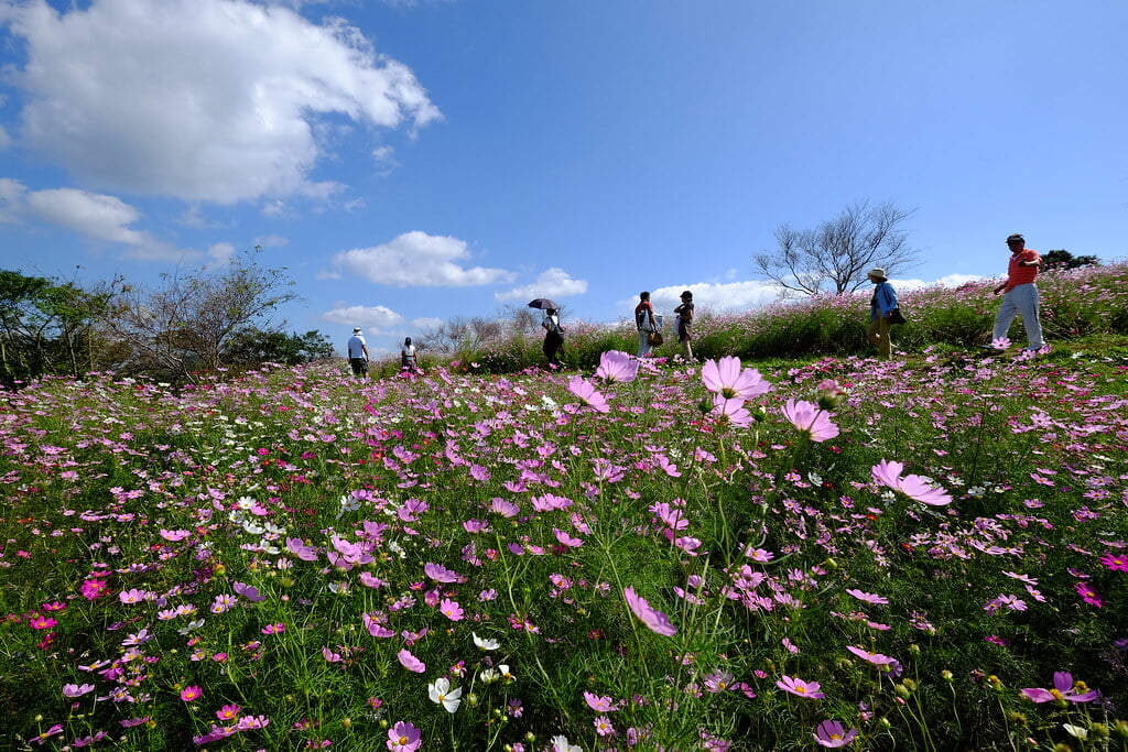 上場高原の写真 ©gtknj(CC BY 2.0)