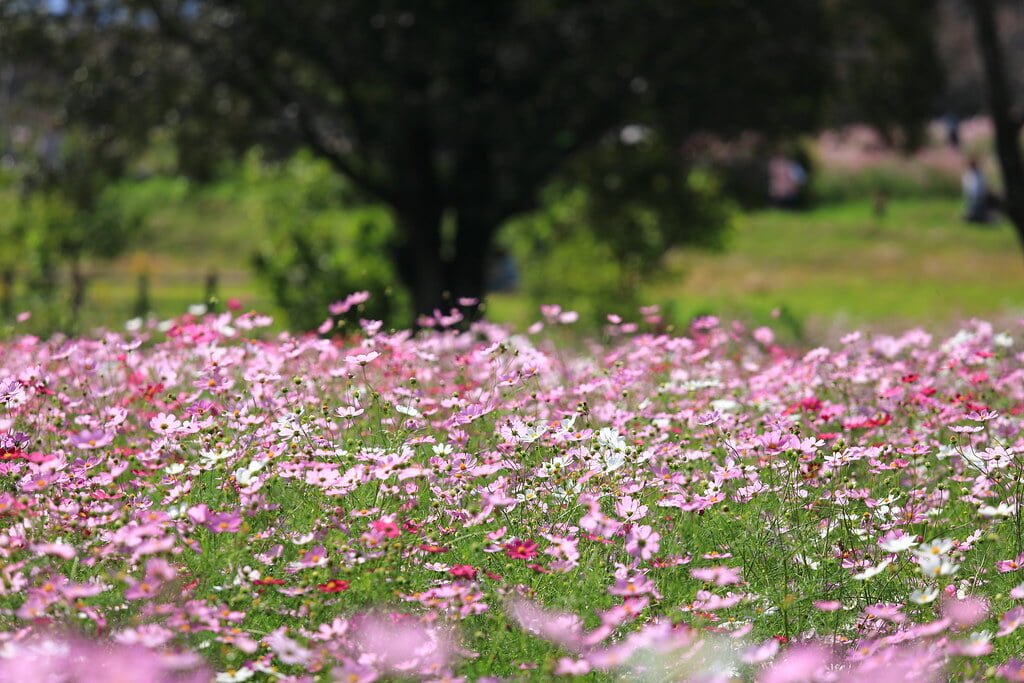 上場高原の写真 ©gtknj(CC BY 2.0)