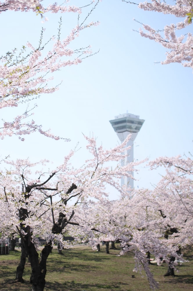 五稜郭公園の写真 ©柴田拓(CC BY-SA 3.0)