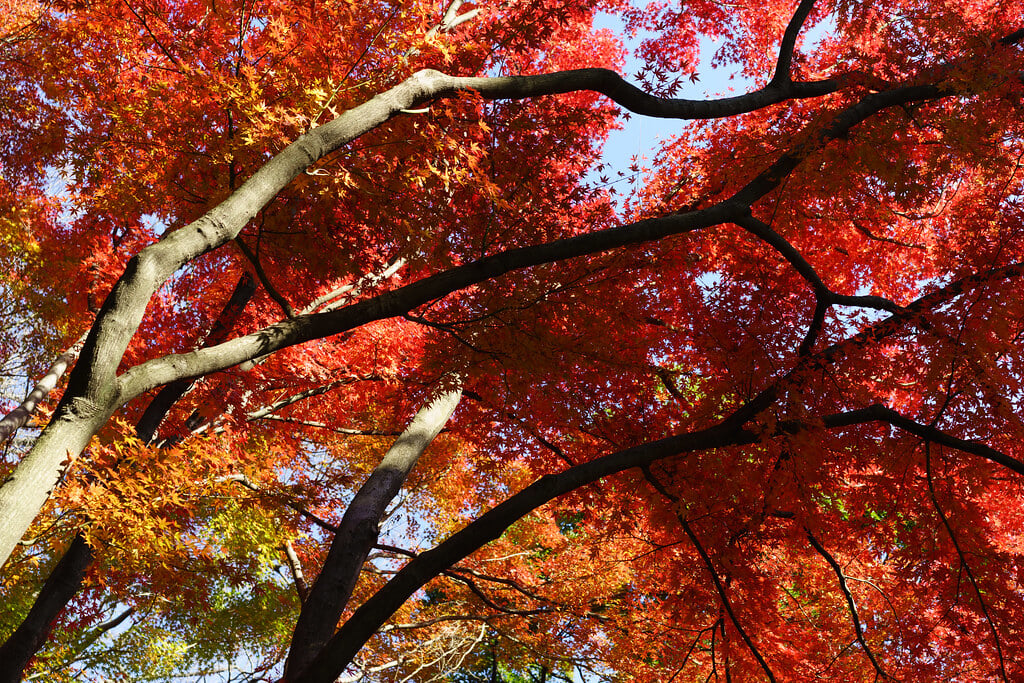 小石川後楽園の写真 ©wellflat1985(CC BY 2.0)