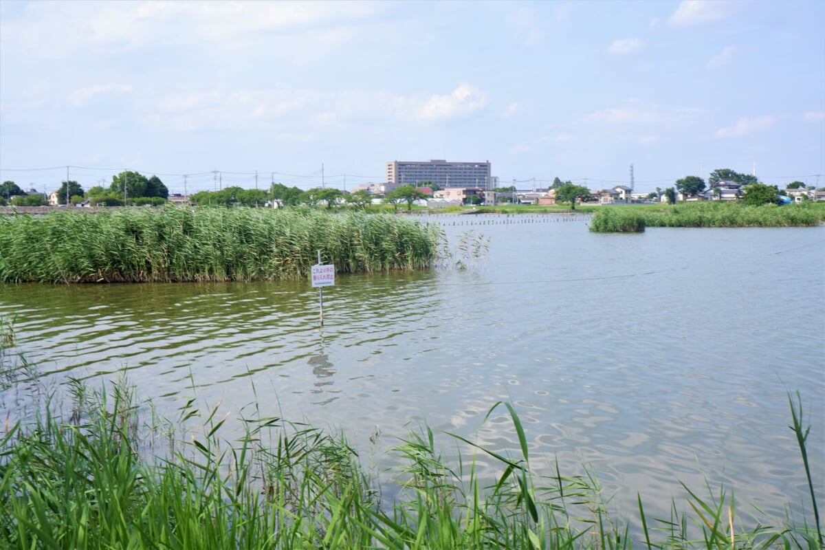 伊佐沼公園の写真 