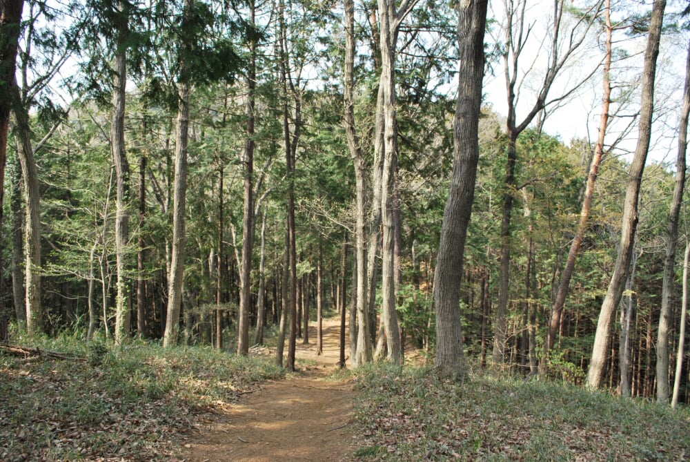 日和田山の写真 