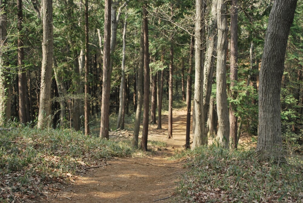 日和田山の写真 