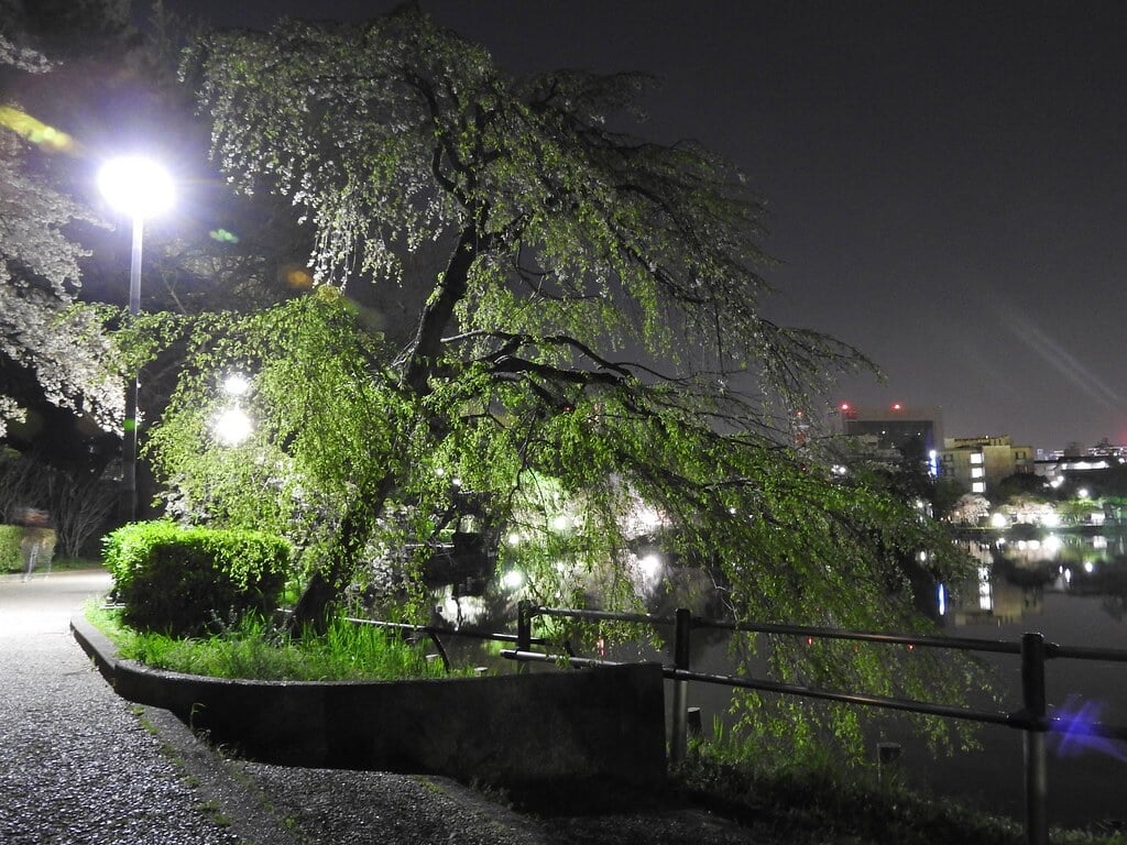 千葉公園の写真 ©NakaoSodanshitsu(CC BY 2.0)