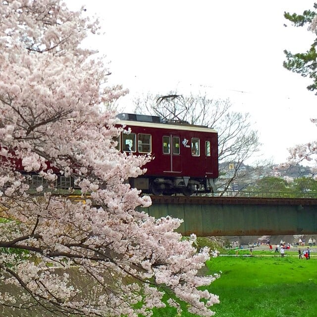 夙川公園の写真 ©Kanesue(CC BY 2.0)