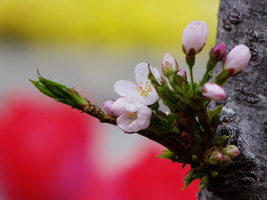 さくら広場の写真 ©ototadana(CC BY 2.0)