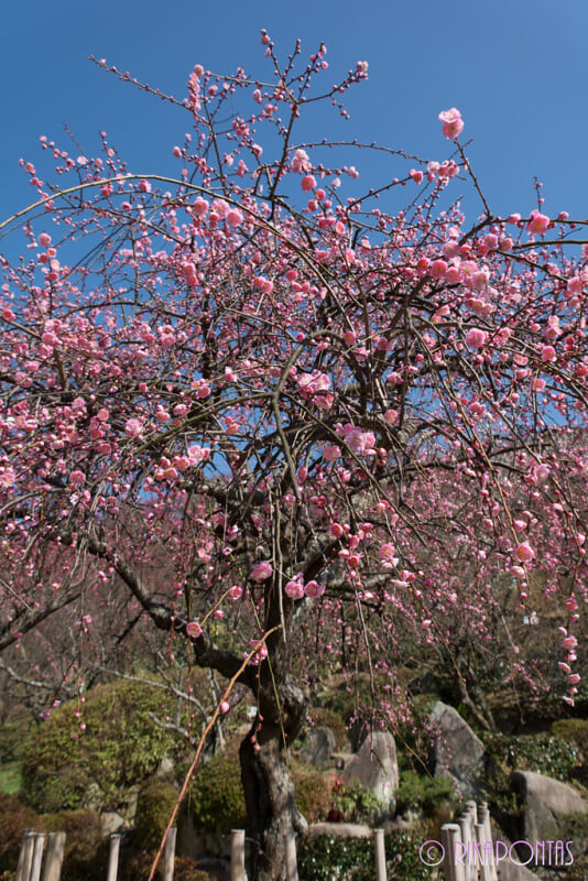 冠山総合公園の写真 ©Rikapontas(CC BY-ND 2.0)