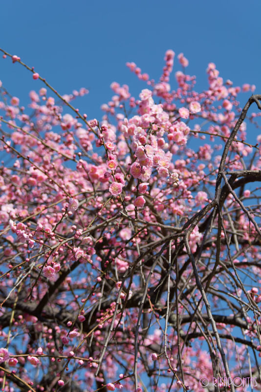 冠山総合公園の写真 ©Rikapontas(CC BY-ND 2.0)