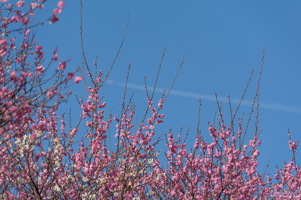 冠山総合公園の写真 ©Rikapontas(CC BY-ND 2.0)