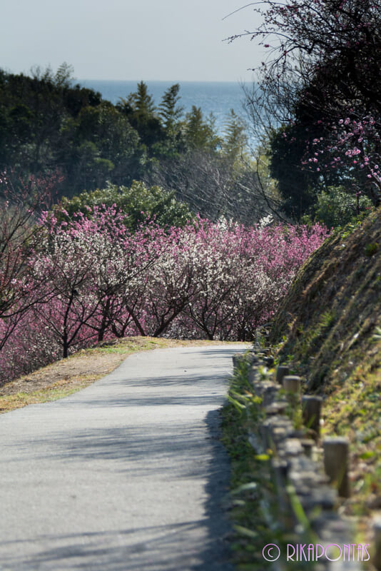 冠山総合公園の写真 ©Rikapontas(CC BY-ND 2.0)