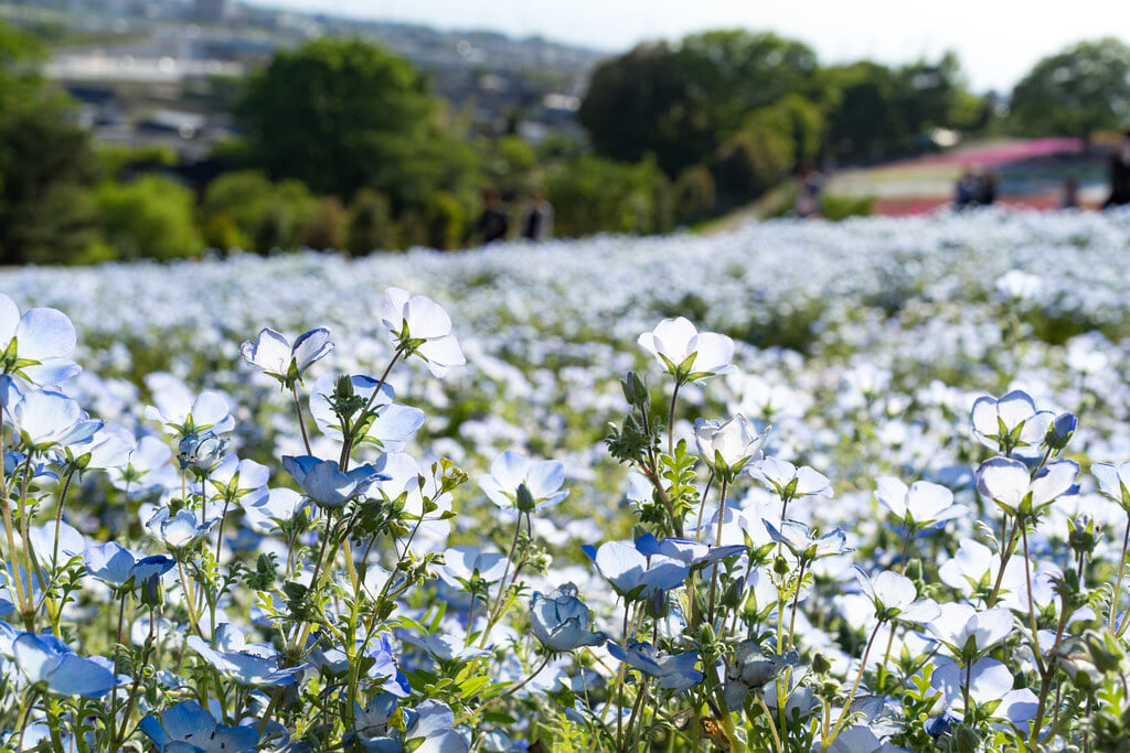 八王子山公園の写真 ©TAKA@P.P.R.S(CC BY-SA 2.0)