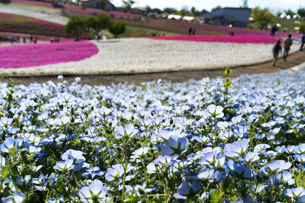 八王子山公園の写真 ©TAKA@P.P.R.S(CC BY-SA 2.0)