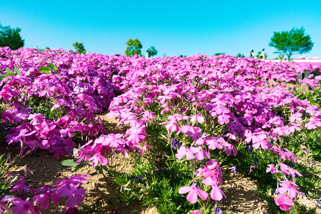 八王子山公園の写真 ©TAKA@P.P.R.S(CC BY-SA 2.0)