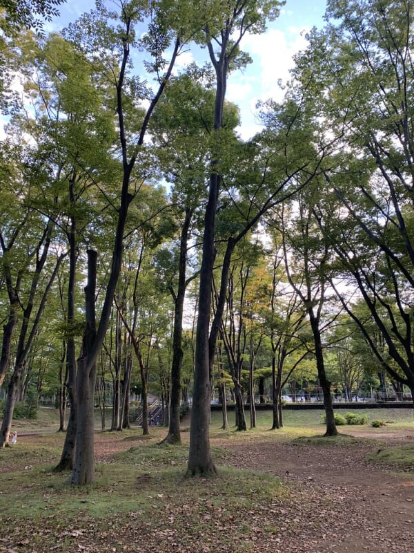 城北中央公園の写真 ©Mikhail+Kotykhov(CC BY 2.0)