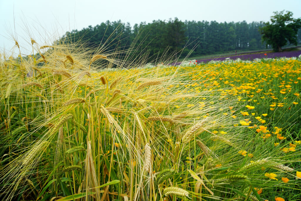 ファーム富田の写真 ©663highland(CC-BY-SA-3.0)