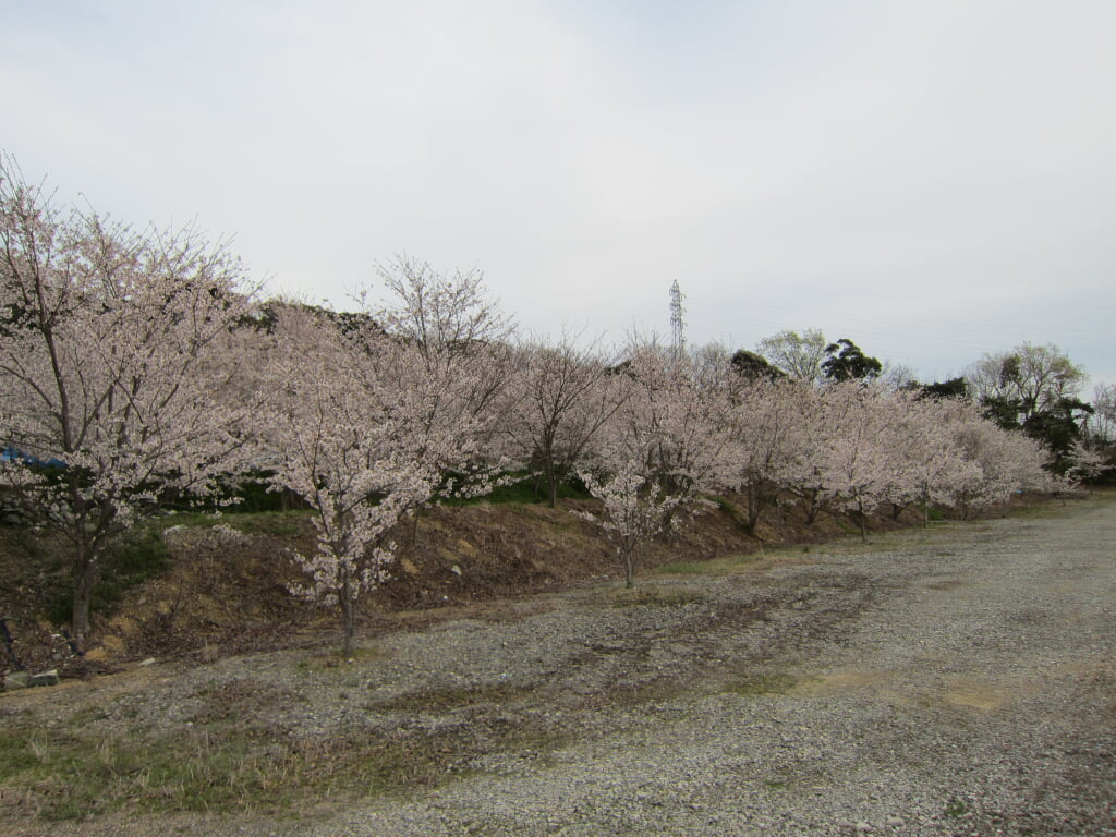 可睡ゆりの園の写真 ©Sato S(CC BY-SA 3.0)