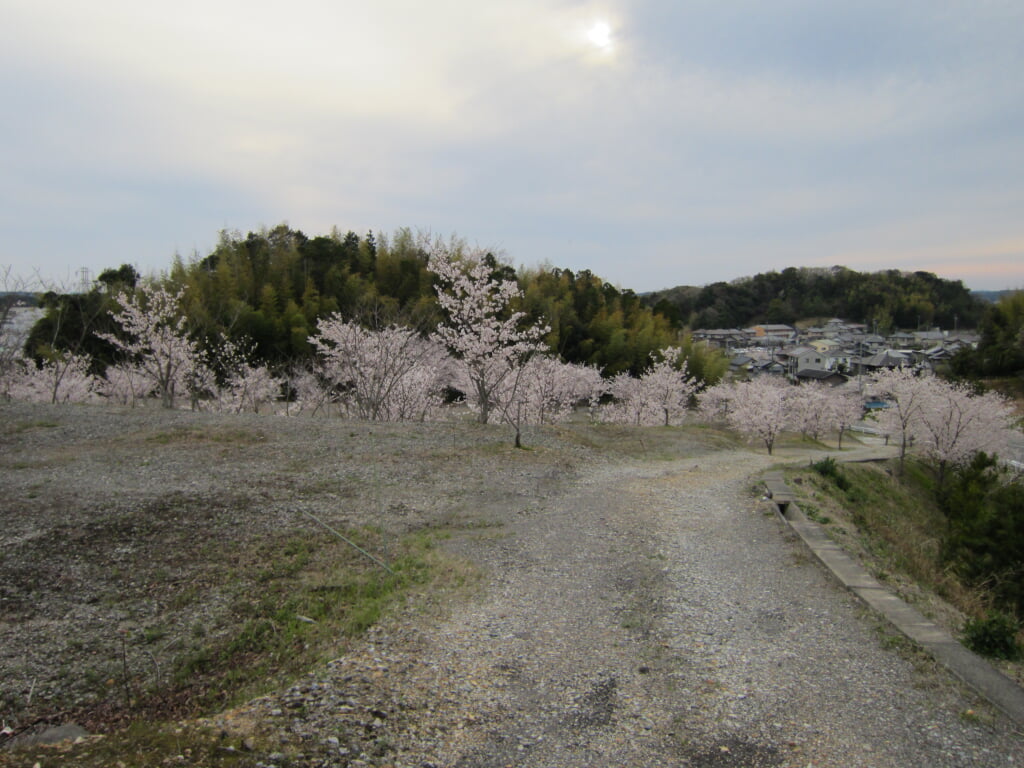 可睡ゆりの園の写真 ©Sato S(CC BY-SA 3.0)