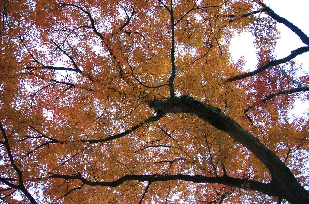 竈門神社の写真 ©yuki5287(CC BY 2.0)