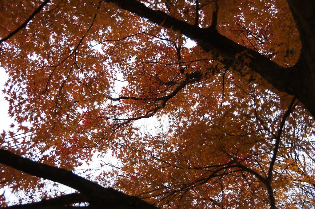 竈門神社の写真 ©yuki5287(CC BY 2.0)