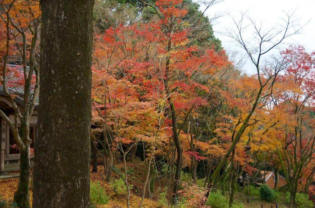 竈門神社の写真 ©yuki5287(CC BY 2.0)