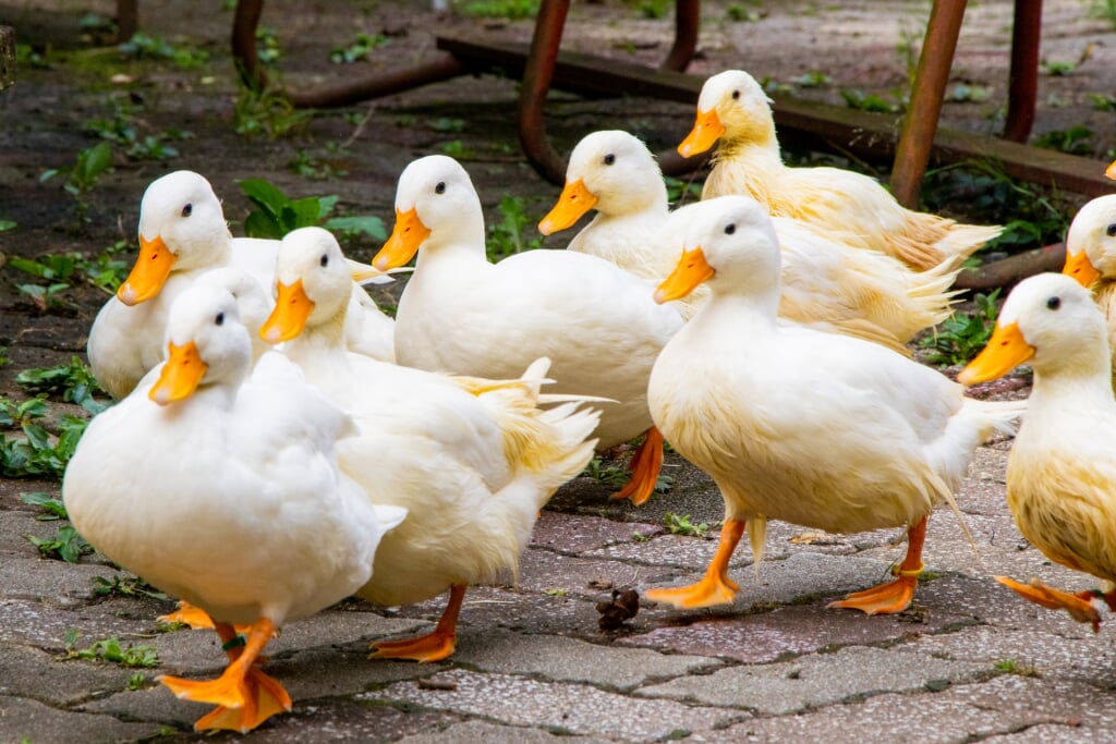 宝登山小動物公園の写真 