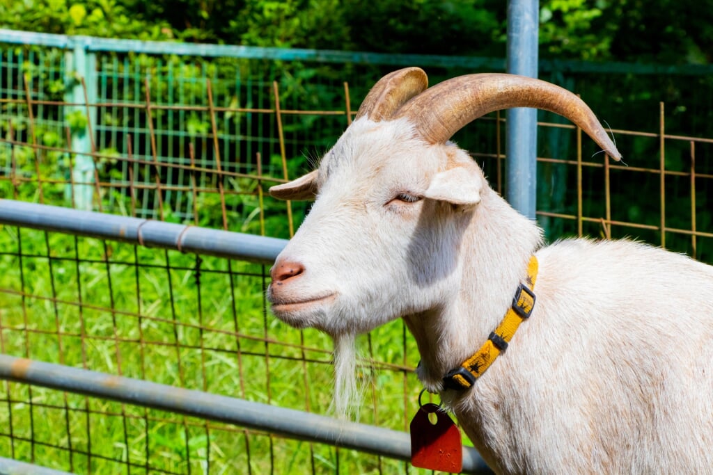 宝登山小動物公園の写真 