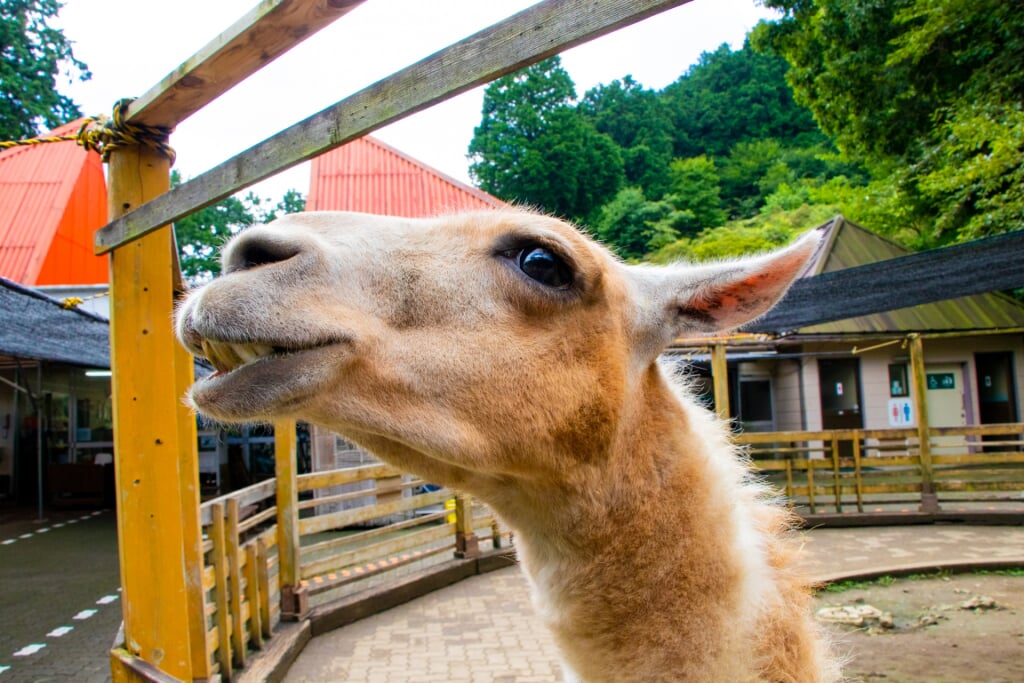 宝登山小動物公園の写真 