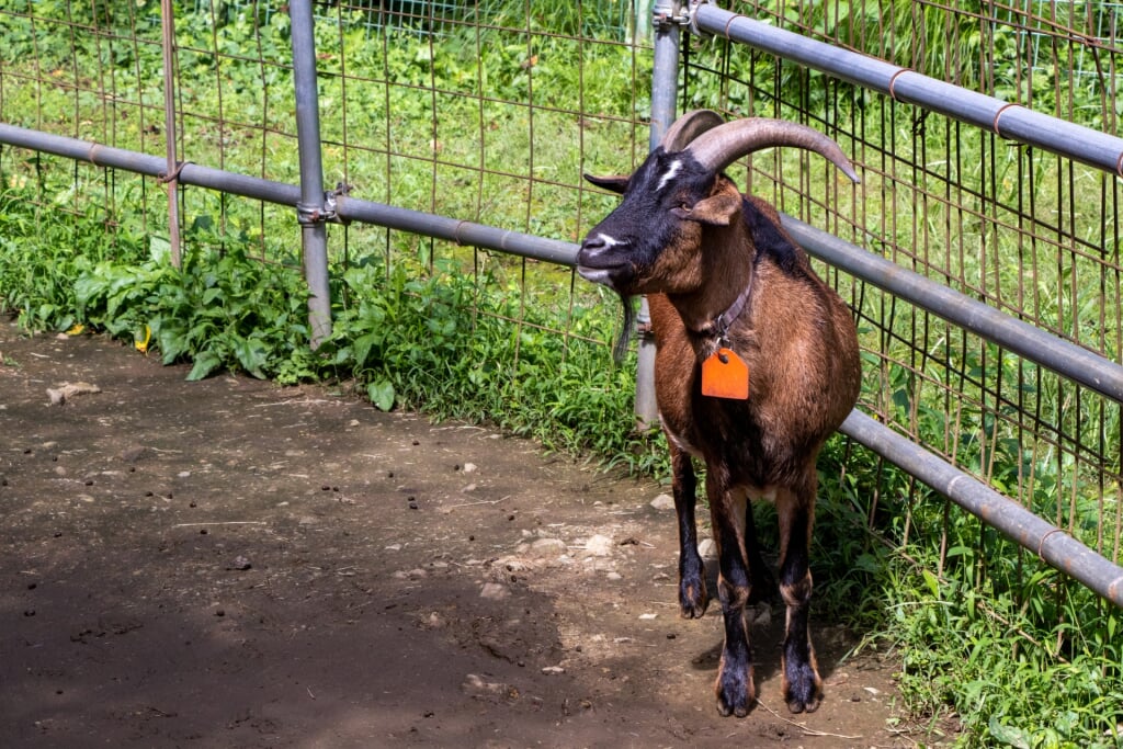 宝登山小動物公園の写真 