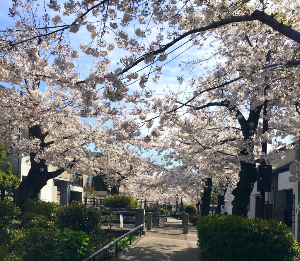 北沢川緑道の写真 