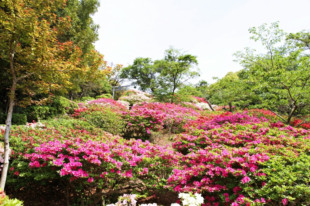 稲佐山公園の写真 