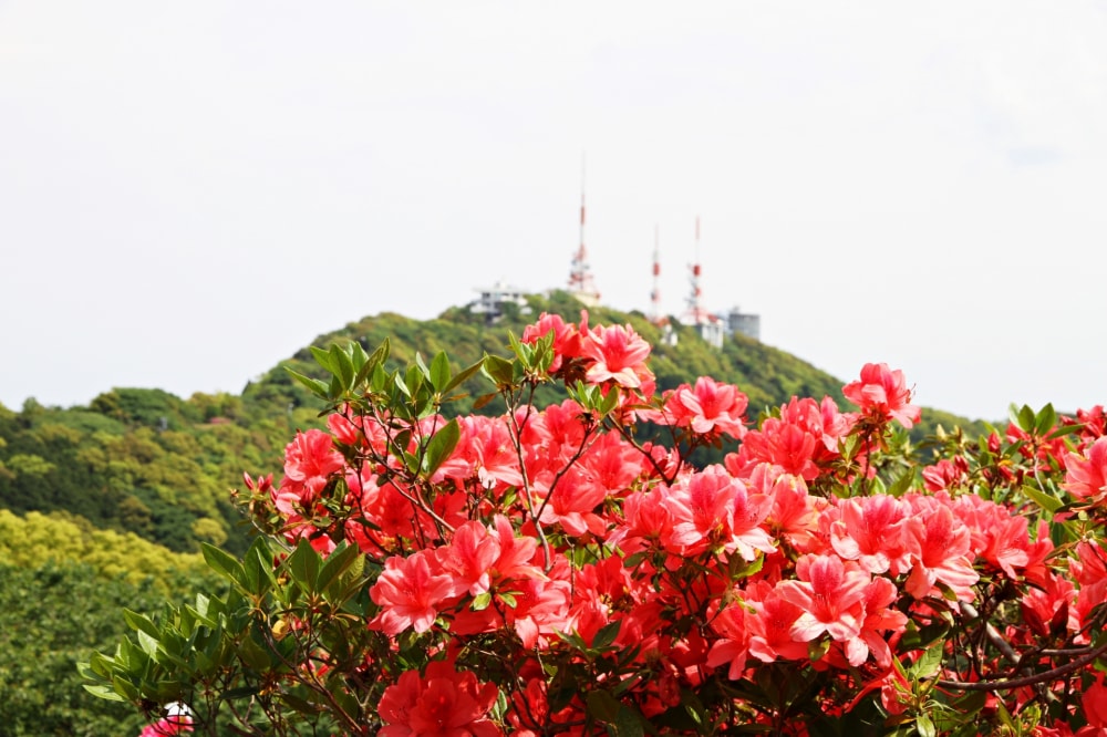 稲佐山公園の写真 