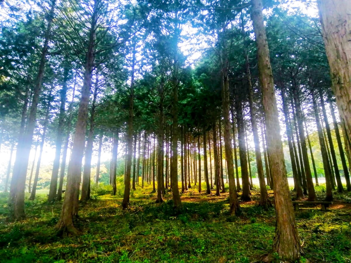 三重県民の森の写真 