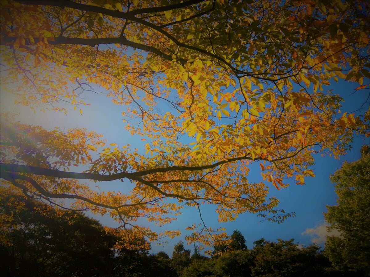 三重県民の森の写真 