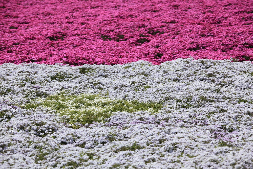 鼻高展望花の丘の写真 ©TANAKA Juuyoh (田中十洋)(CC BY 2.0)